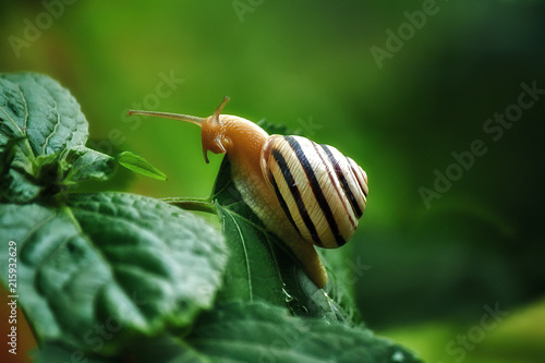 snail