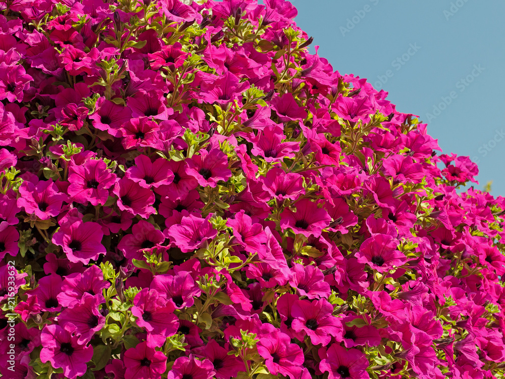 Obraz premium Rote Petunien, Petunia