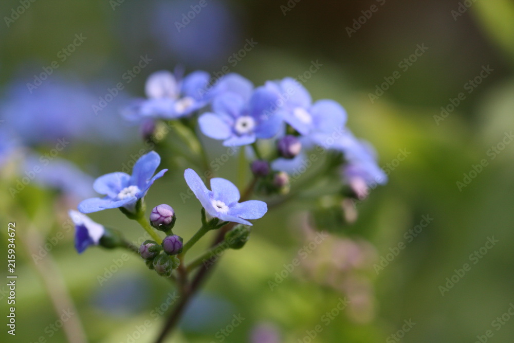 Fototapeta premium Blaue Vergissmeinnicht 