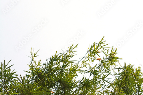 Isolated bamboo leaves on a white background