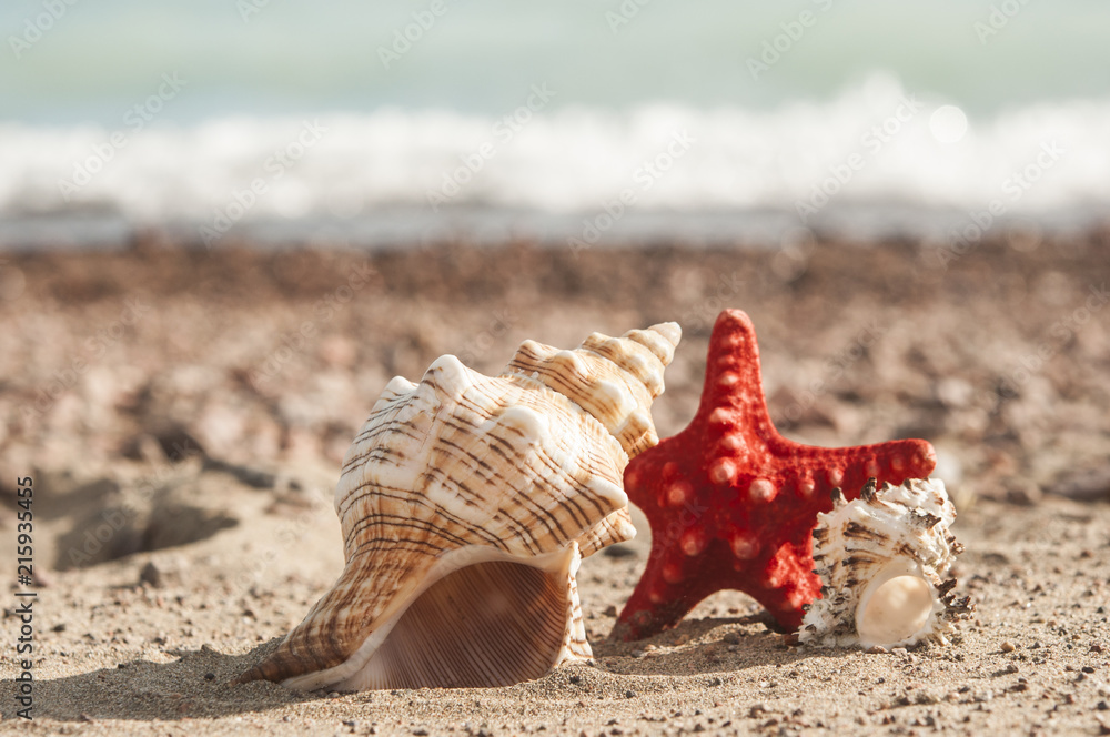 sea shells with sand as background sea shells with sand as background