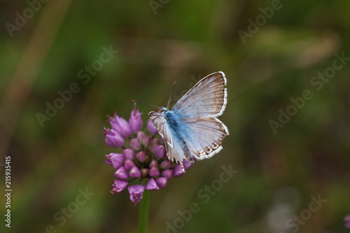 Schmetterling an rosa farbener Blüte