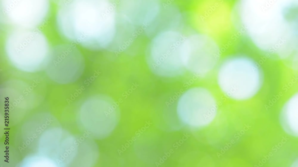 木漏れ日 新緑
木漏れ日 新緑