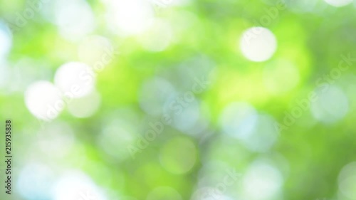 木漏れ日　新緑
