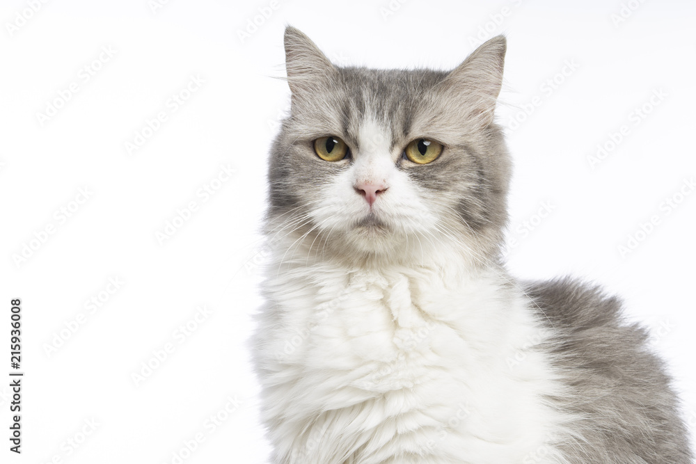 mix persian cat mix persian cat