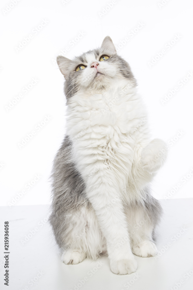 Fototapeta premium mix persian cat