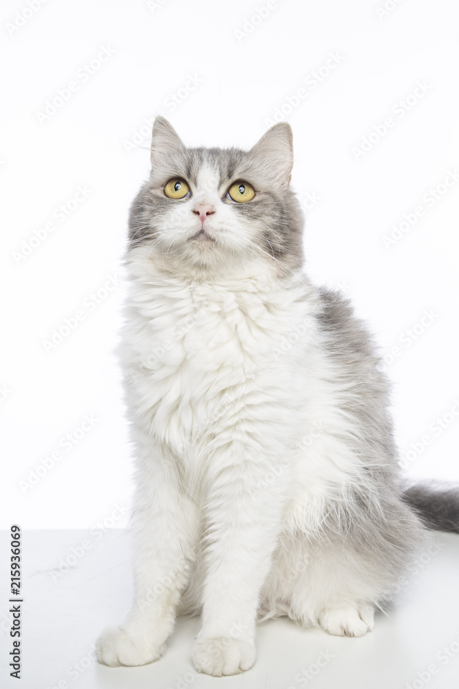 mix persian cat mix persian cat