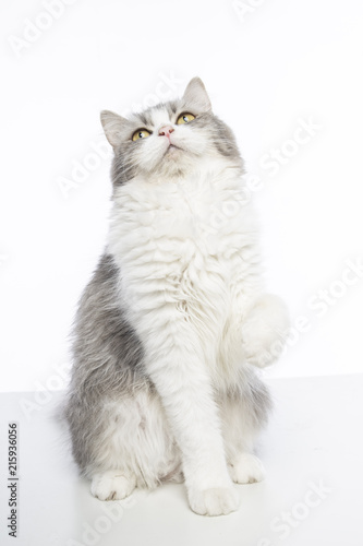 Fototapeta Naklejka Na Ścianę i Meble -  mix persian cat