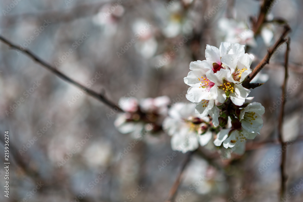 Beautiful white and pink almond flowers in Willunga South Australia on 1st August 2018 Beautiful white and pink almond flowers in Willunga South Australia on 1st August 2018