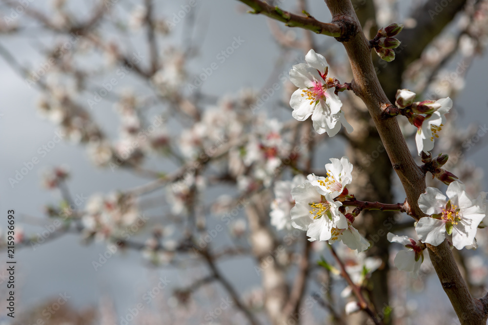 Beautiful white and pink almond flowers in Willunga South Australia on 1st August 2018