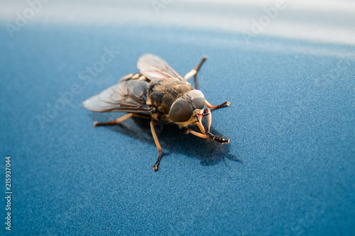 Fly closeup on a blue background. Flying insect