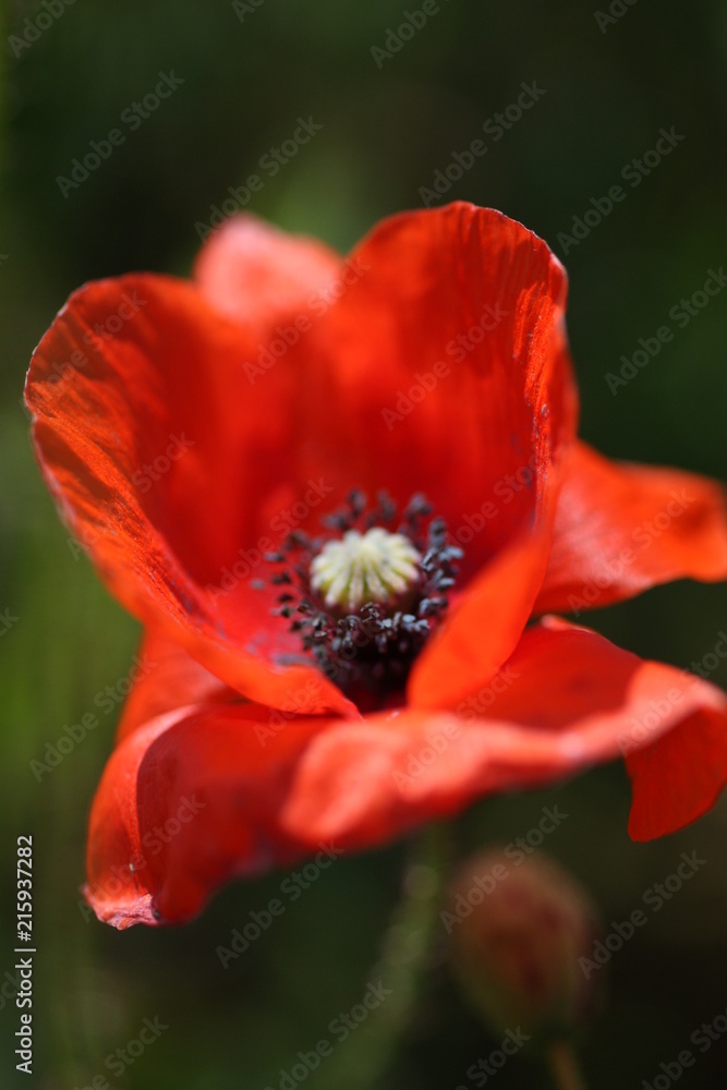 Leuchtender Mohn im grünen Feld Leuchtender Mohn im grünen Feld