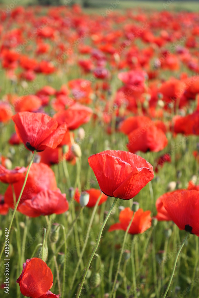 Leuchtender Mohn im grünen Feld