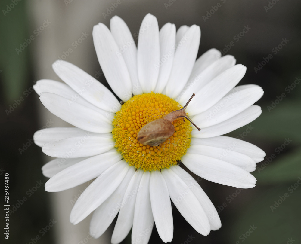 Fototapeta premium snail on white camomile - flower
