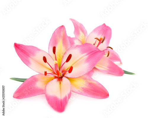 Pink lily flower.
