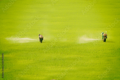 Farmer spray Insecticide rice