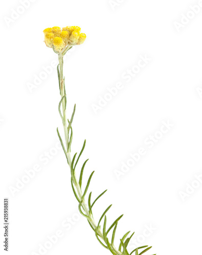 Helichrysum stoechas isolated photo