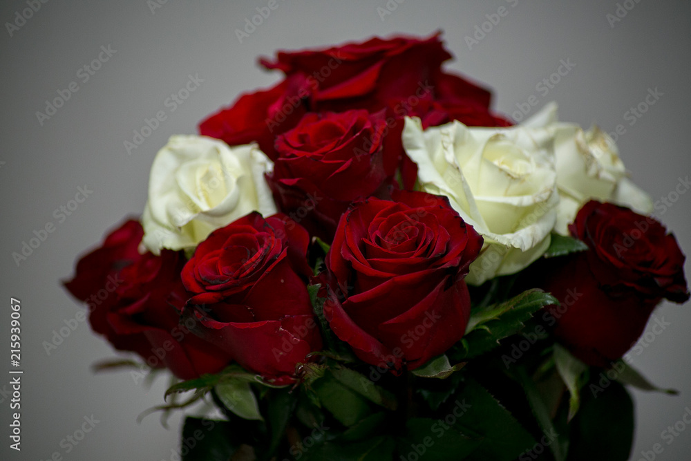 Beautiful and romantic wedding, groom and bride! Family and Braque. Beautiful and romantic wedding, groom and bride! Family and Braque.