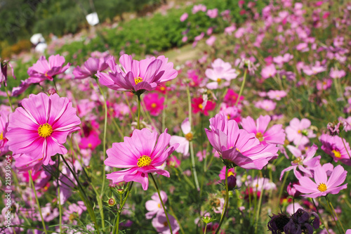 Beautiful pink cosmos flowers blooming in natural landscapes