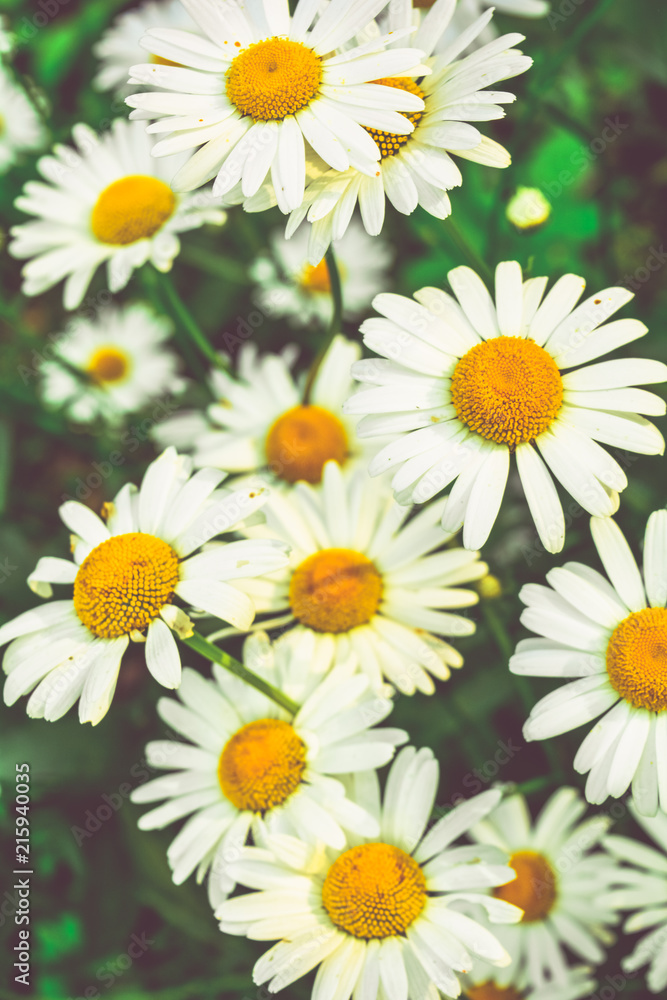 Fototapeta premium Chamomile flowers of medical chamomilles for alternative medicine