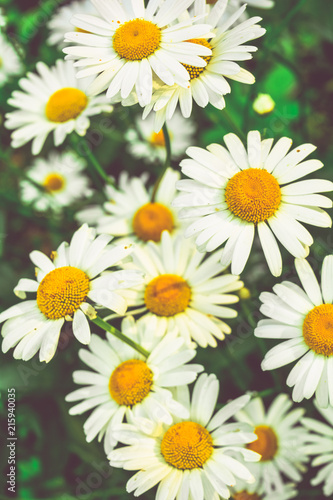 Chamomile flowers of medical chamomilles for alternative medicine