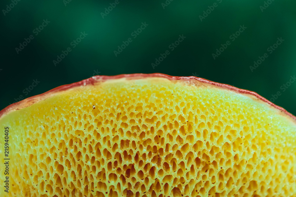 Colorful wild mushroom cap, macro. Abstract mushroom hat closeup. Fungi