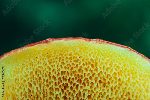 Colorful wild mushroom cap, macro. Abstract mushroom hat closeup. Fungi picking up concept, macro. photo