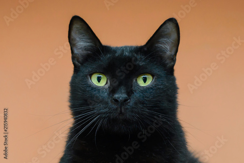The face of a black cat closeup