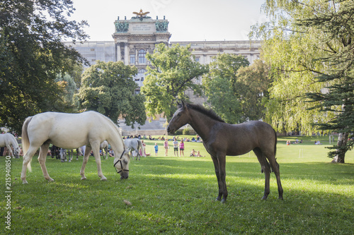 Lipizzaner im Burggarten, Hofreitschule Wien, Piber meets Vienna