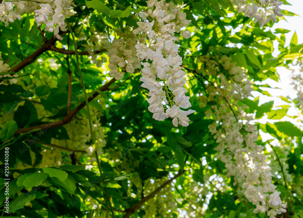 White Wisteria flowers. Spring in Crediton, England, 2018 White Wisteria flowers. Spring in Crediton, England, 2018