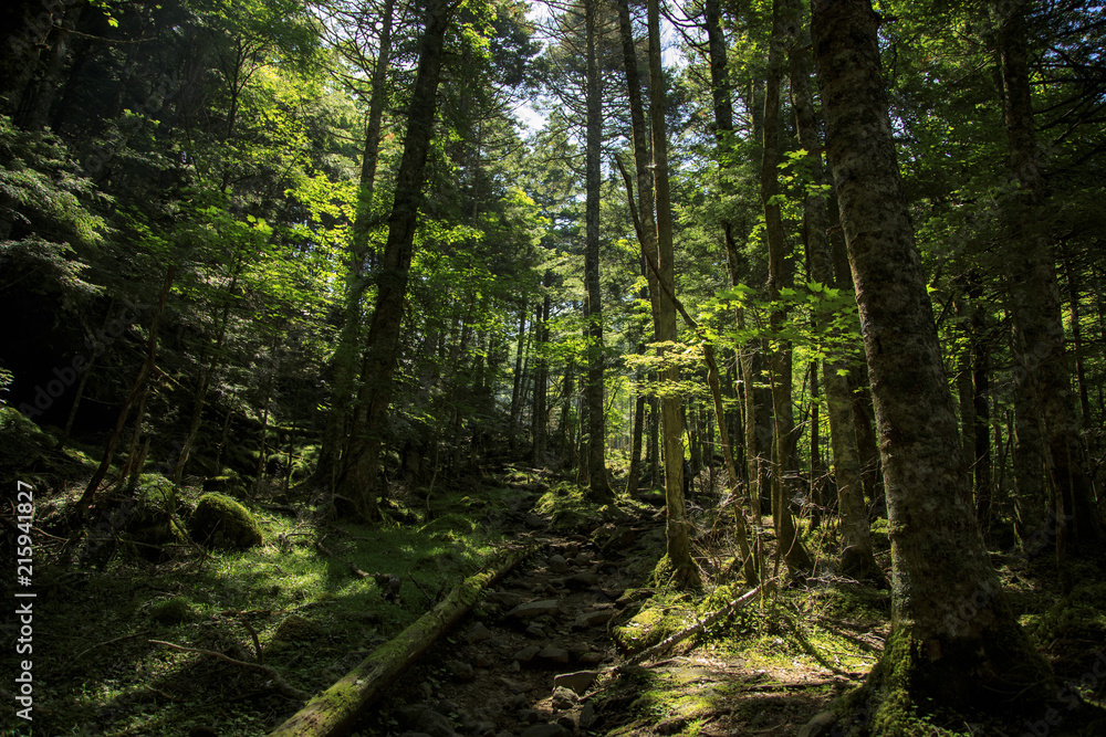 Obraz premium 八ヶ岳 04