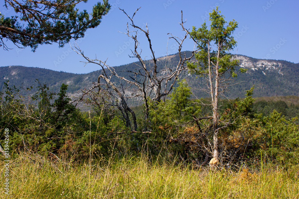 Obraz premium Dry nature, Landscape in the Mountains of Vercors, France