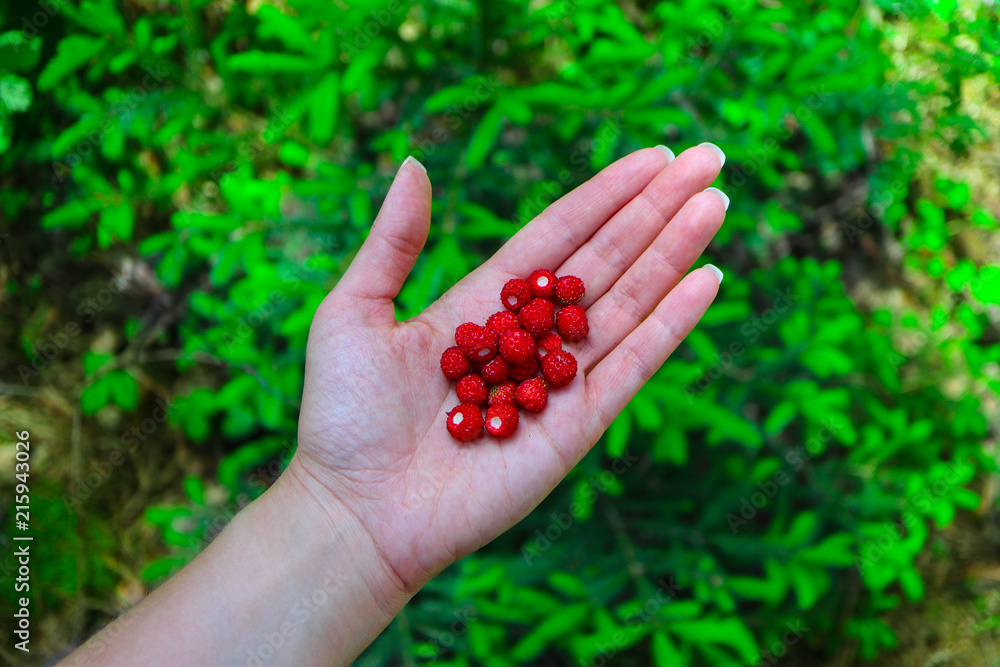 Wild ripe red strawberry on a hand, blurred natural background. A handful berry of a strawberry, natural backdrop. Close up. Wild ripe red strawberry on a hand, blurred natural background. A handful berry of a strawberry, natural backdrop. Close up.