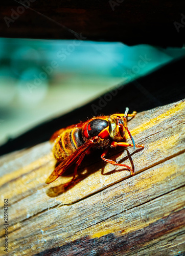 A colorful big bee, macro view. Dangerous red and yellow striped wasp insect.