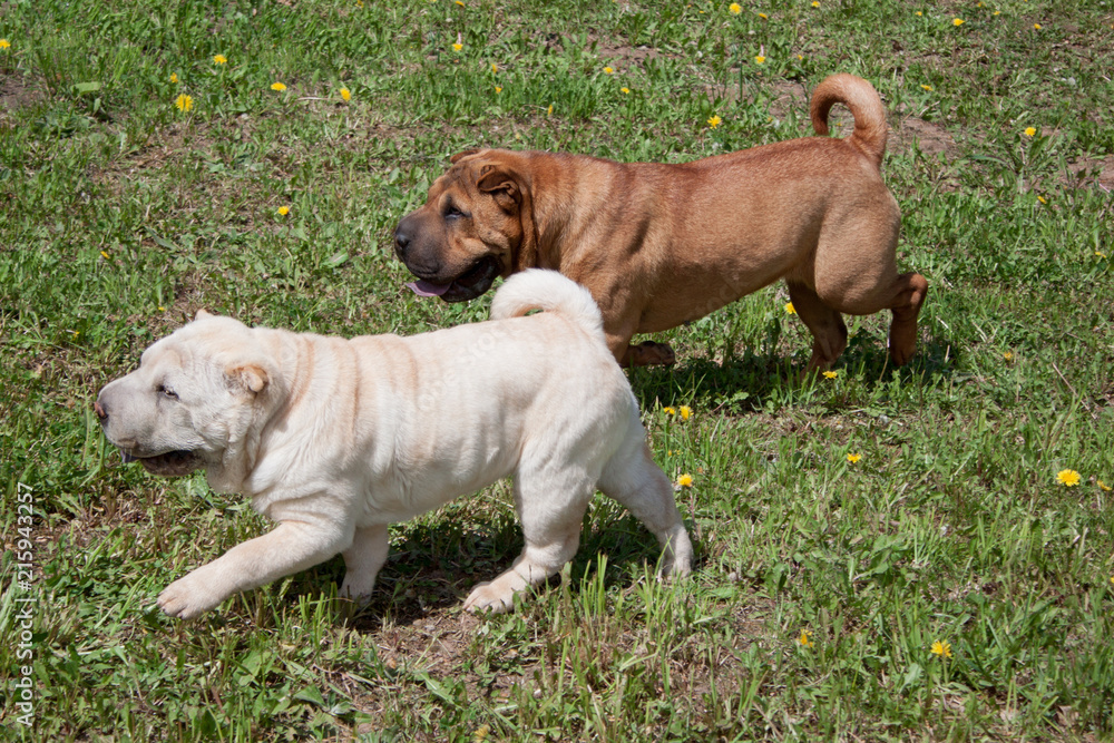 Two cute shar-pei puppies is playing on a green meadow.