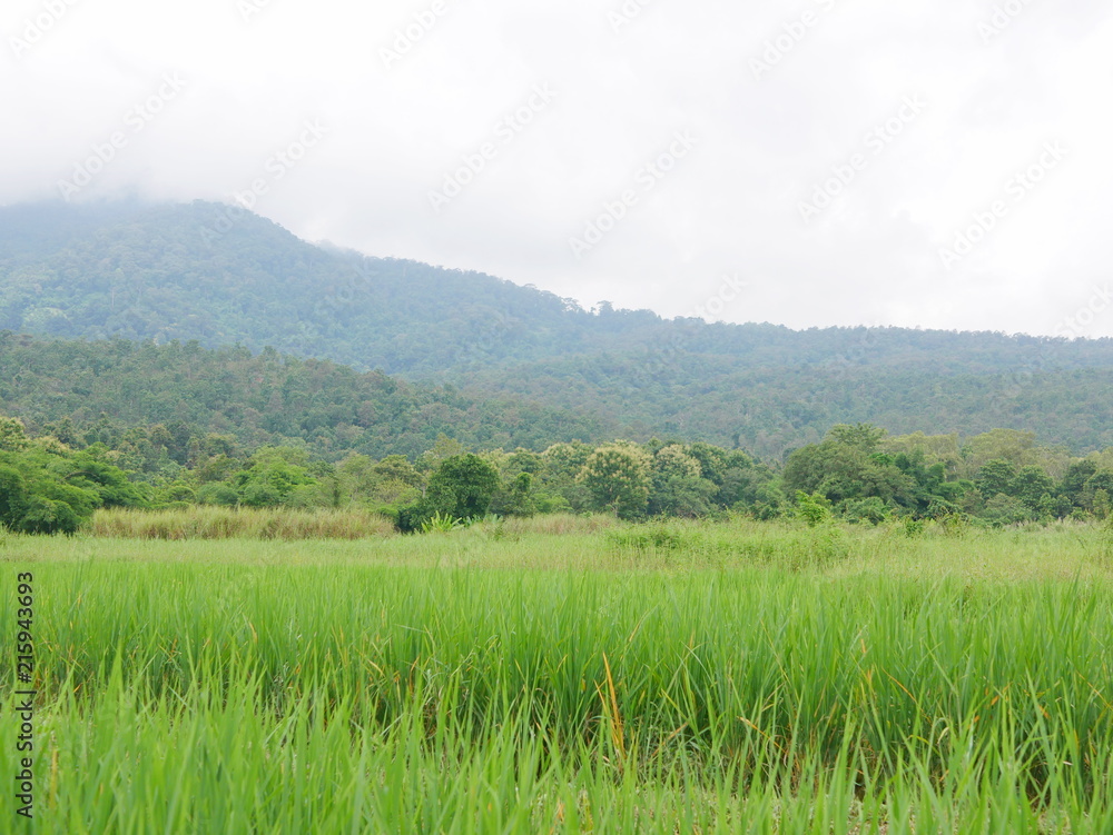 Refreshing green rice field with view of moutain and cloudy sky in the North of Thailand