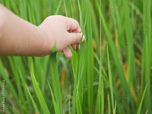 Baby's little hand gently touching green leaves of  rice trees in a paddy field - learning through a field trip helps immersing the baby into education naturally and effectively © OleCNX