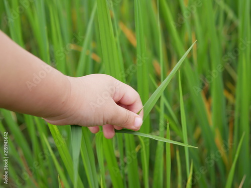 Baby's little hand gently touching green leaves of  rice trees in a paddy field - learning through a field trip helps immersing the baby into education naturally and effectively © OleCNX