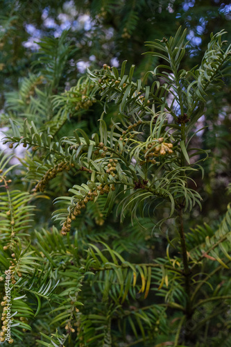 fir tree with branch and leaves, cephalotaxus harringtonia drupacea from japan photo