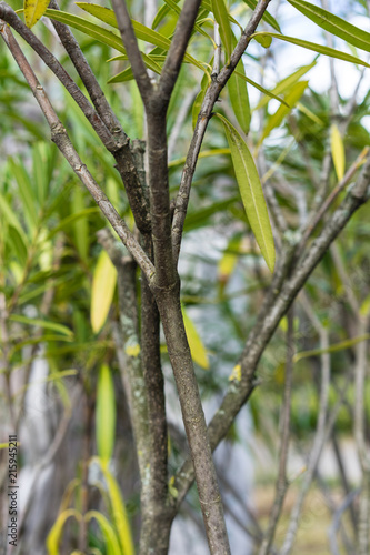 Green color leaves of Nerium oleander plant