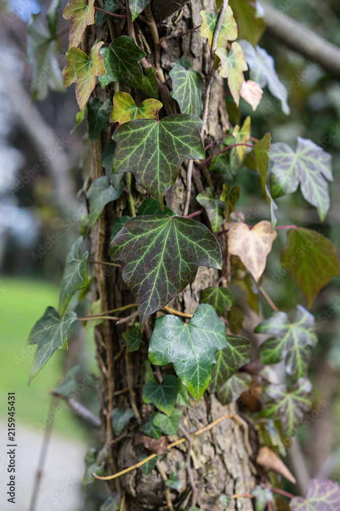 Handkerchief tree trunk covered in leaves known as Davidia involucrata Handkerchief tree trunk covered in leaves known as Davidia involucrata