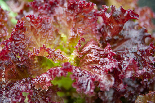 Fresh red salad leaves background