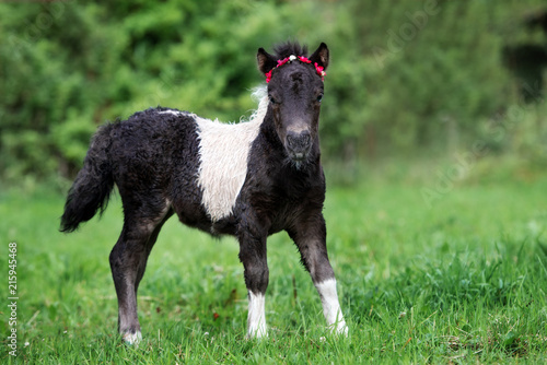 shetland pony foal posing on grass 