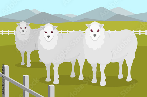Sheeps on the background of summer rural landscape vector Illustration in flat style