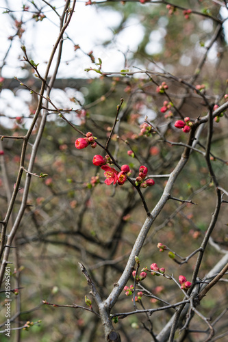 quince plant with ripe red fruits, chaenomeles speciosa from china