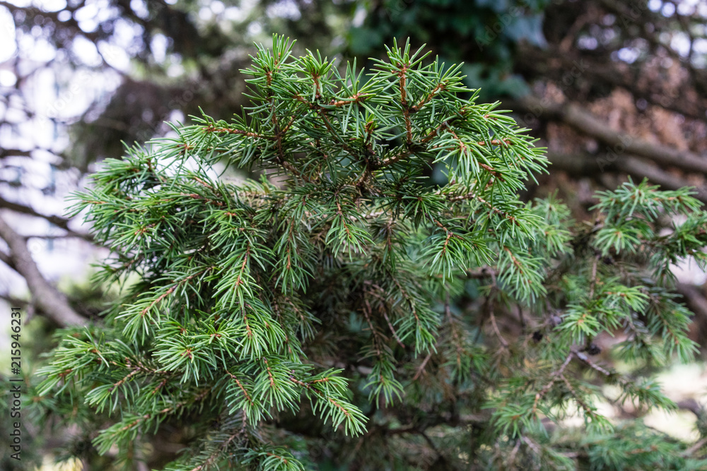 Spruce branches of fir tree, Picea Abies