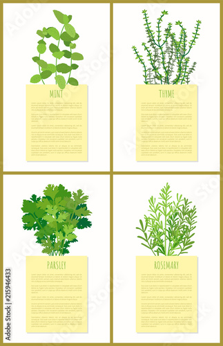 Mint Thyme Parsley and Rosemary Flowers Set Banner