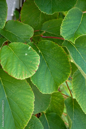 kiwi plant branch with leaves, actinidia deliciosa actinidiaceae