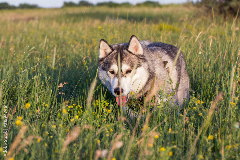 A dog of the Siberian Husky breed of black and white color A dog of the Siberian Husky breed of black and white color