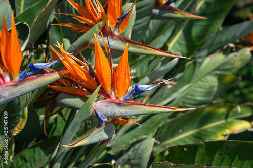 Orange Bird of Paradise flower, Strelitzia reginae, on green garden background